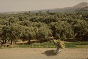 [ Olive Trees ]